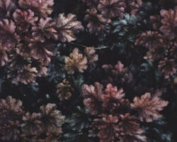 Von der Bewegung der Blätter